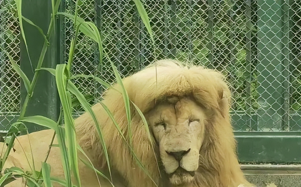 广州网红狮子换发型啦，大背头比齐刘海霸气多了！插图4