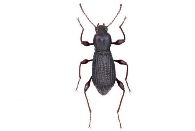 福建发现全球新甲虫物种（天宝岩肿腿甲虫简介）插图