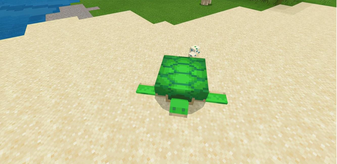 我的世界海龟怎么繁殖（小海龟攻略）插图8